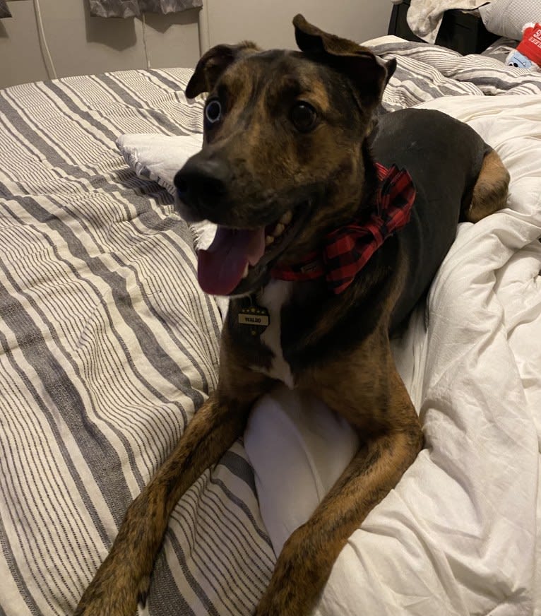 Waldo, a German Shepherd Dog and Dalmatian mix tested with EmbarkVet.com