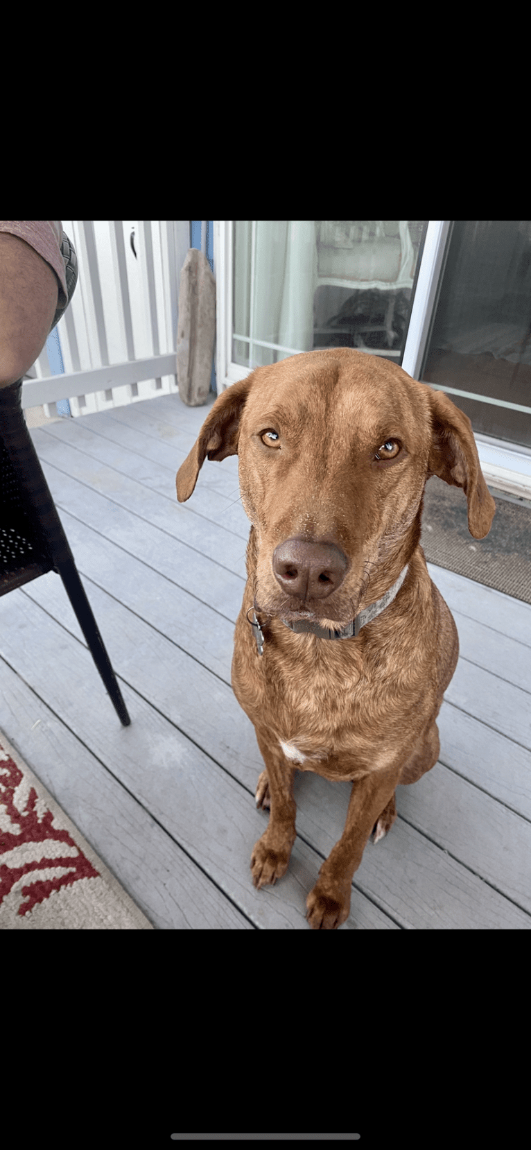 Lloyd, a Mountain Cur and American Pit Bull Terrier mix tested with EmbarkVet.com