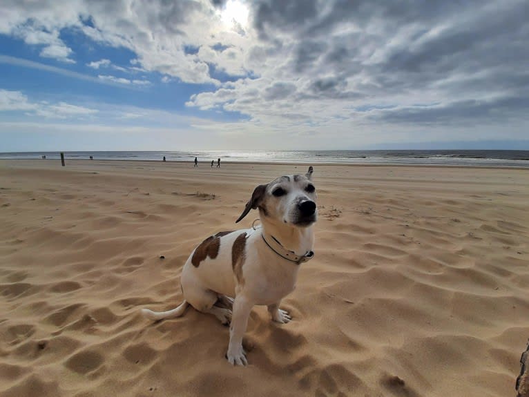 Patti, an Eastern European Village Dog tested with EmbarkVet.com