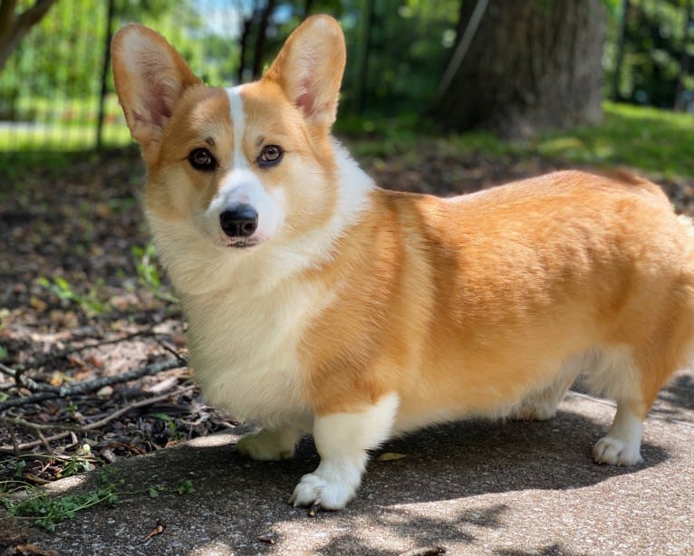 Kudzu (Zuzu), a Pembroke Welsh Corgi tested with EmbarkVet.com