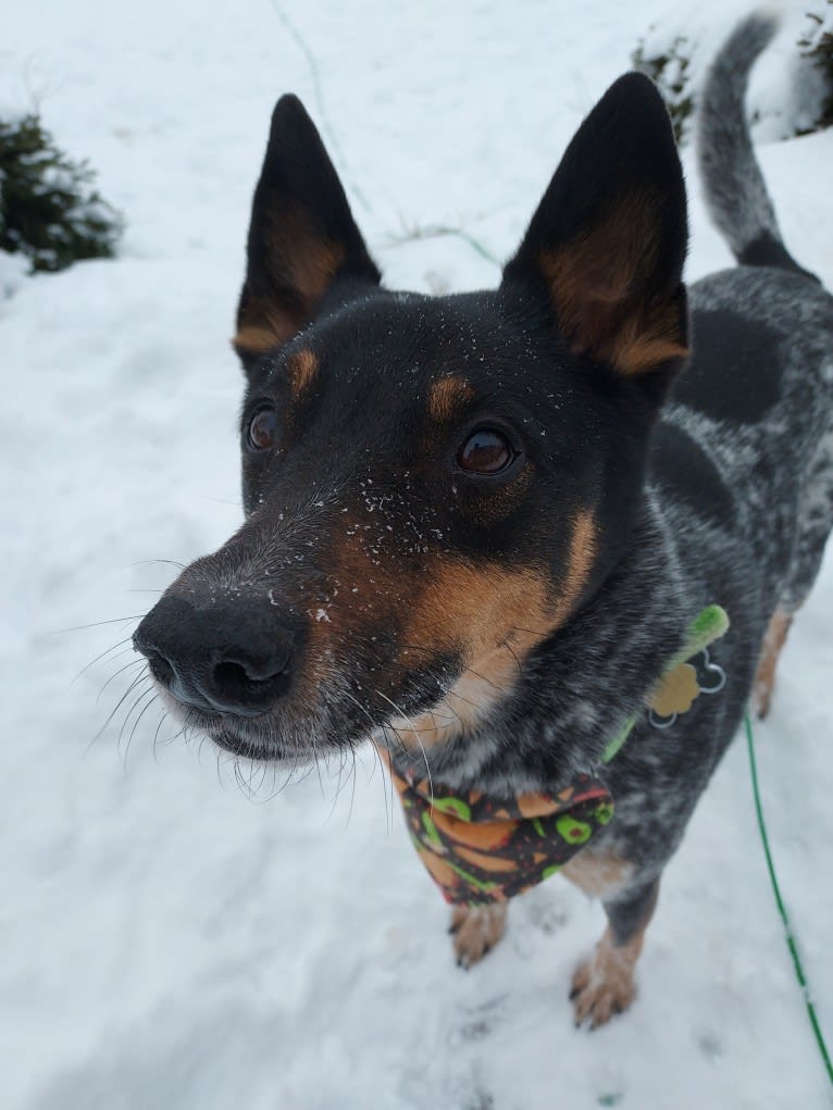 Whoppers, an Australian Cattle Dog tested with EmbarkVet.com
