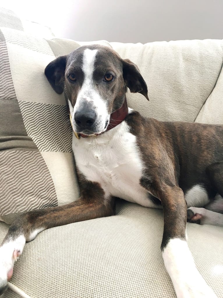 Nashville, a Coonhound and Mixed mix tested with EmbarkVet.com