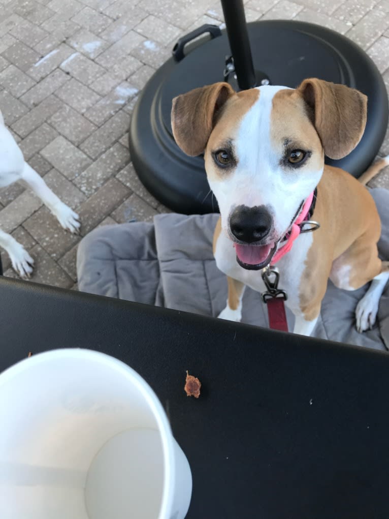 Cappucino, a Chihuahua and American Pit Bull Terrier mix tested with EmbarkVet.com