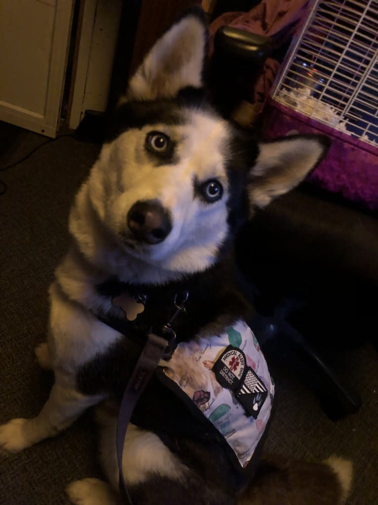 Peppermint, a Siberian Husky tested with EmbarkVet.com