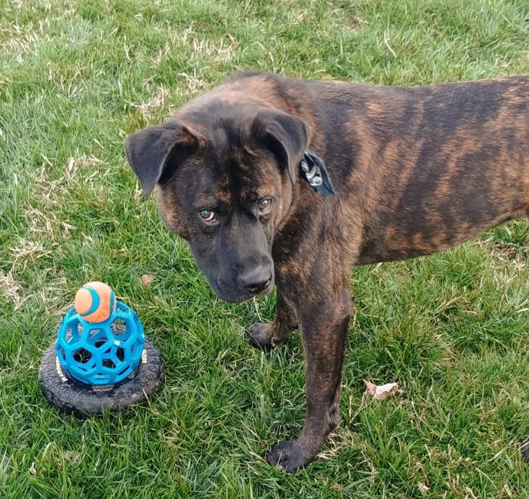 Whiskey Biscuit, a Chow Chow and Boxer mix tested with EmbarkVet.com