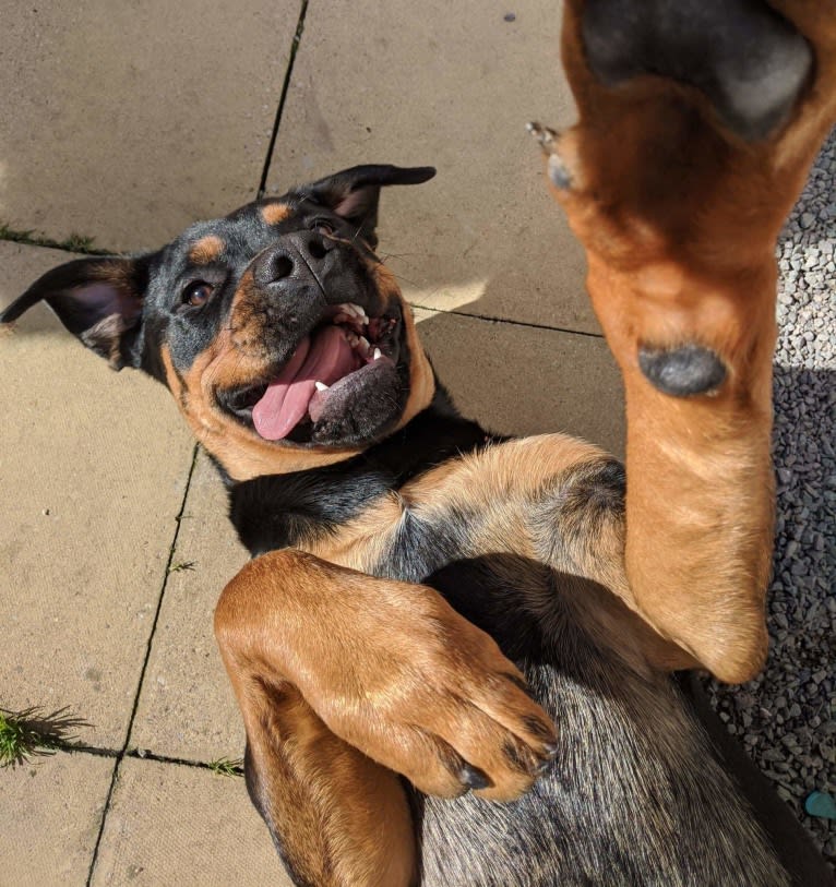 Regan, a Rottweiler and Bullmastiff mix tested with EmbarkVet.com