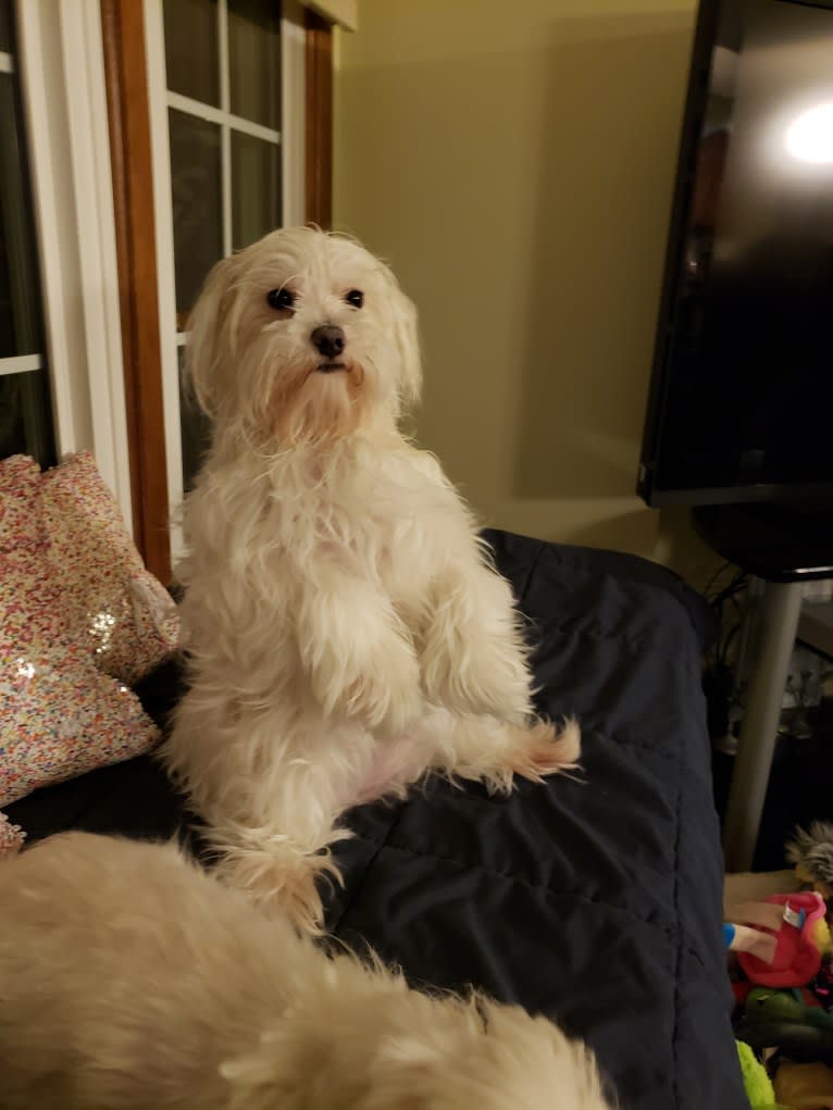 Oden, a Maltese tested with EmbarkVet.com