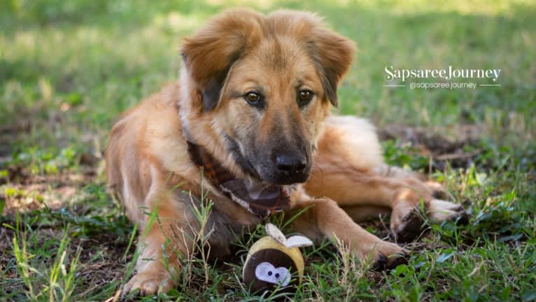 Journey, a Chinese Village Dog tested with EmbarkVet.com