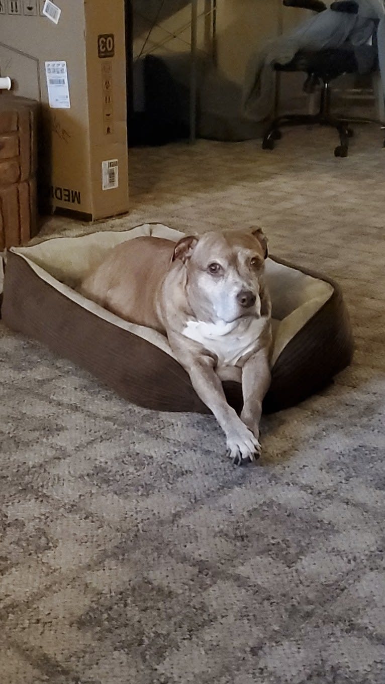Buttercup, an American Pit Bull Terrier and Labrador Retriever mix tested with EmbarkVet.com