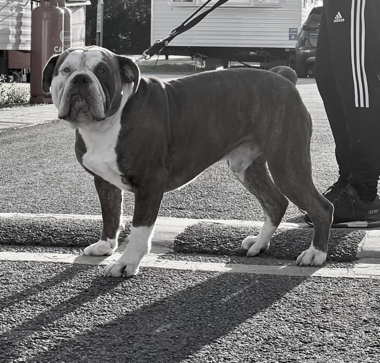 Maverick, an Alapaha Blue Blood Bulldog tested with EmbarkVet.com