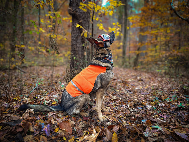 Timber, a German Shepherd Dog tested with EmbarkVet.com