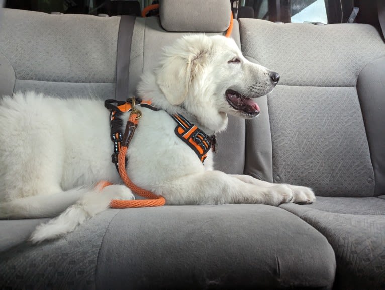 Valiant, a Great Pyrenees tested with EmbarkVet.com