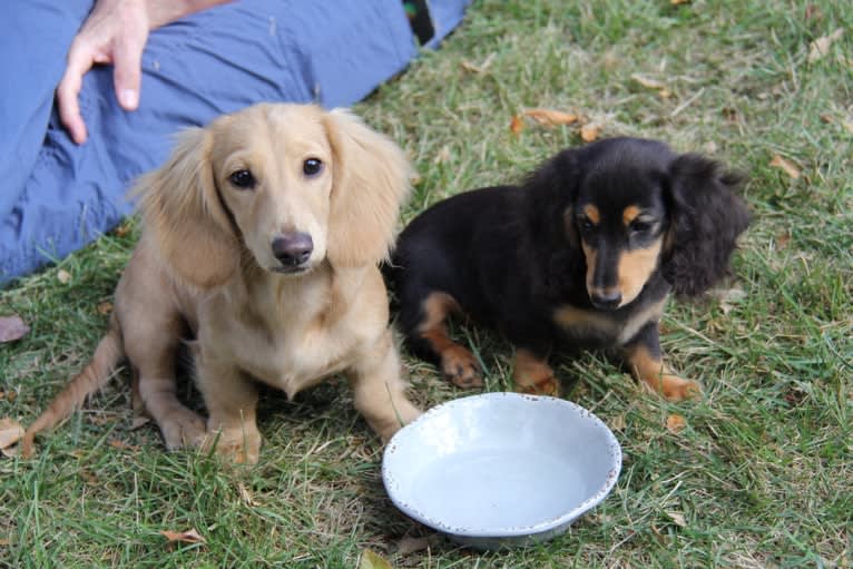 Oliver (Ollie) von Frederick, a Dachshund tested with EmbarkVet.com