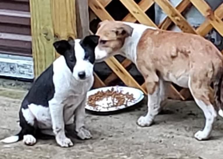 "Tama" Tamago, an American Pit Bull Terrier and Australian Cattle Dog mix tested with EmbarkVet.com