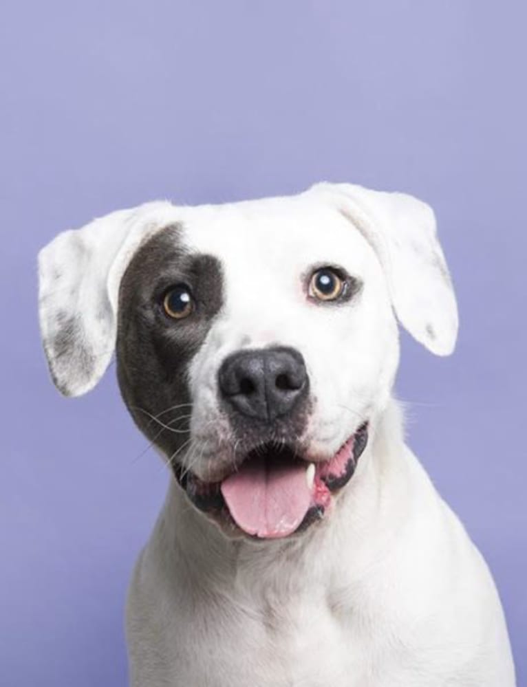 Duncan, a Staffordshire Terrier and American Bulldog mix tested with EmbarkVet.com