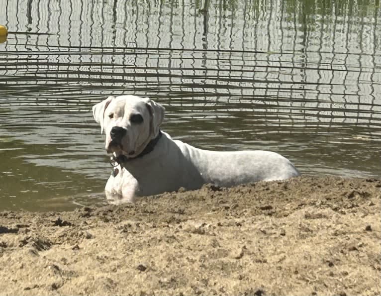 Vera, a Dogo Argentino tested with EmbarkVet.com