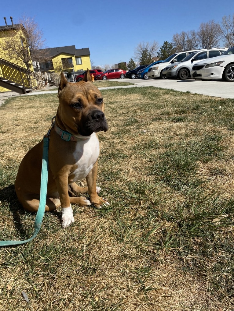 Neptune, an American Bully and Bulldog mix tested with EmbarkVet.com