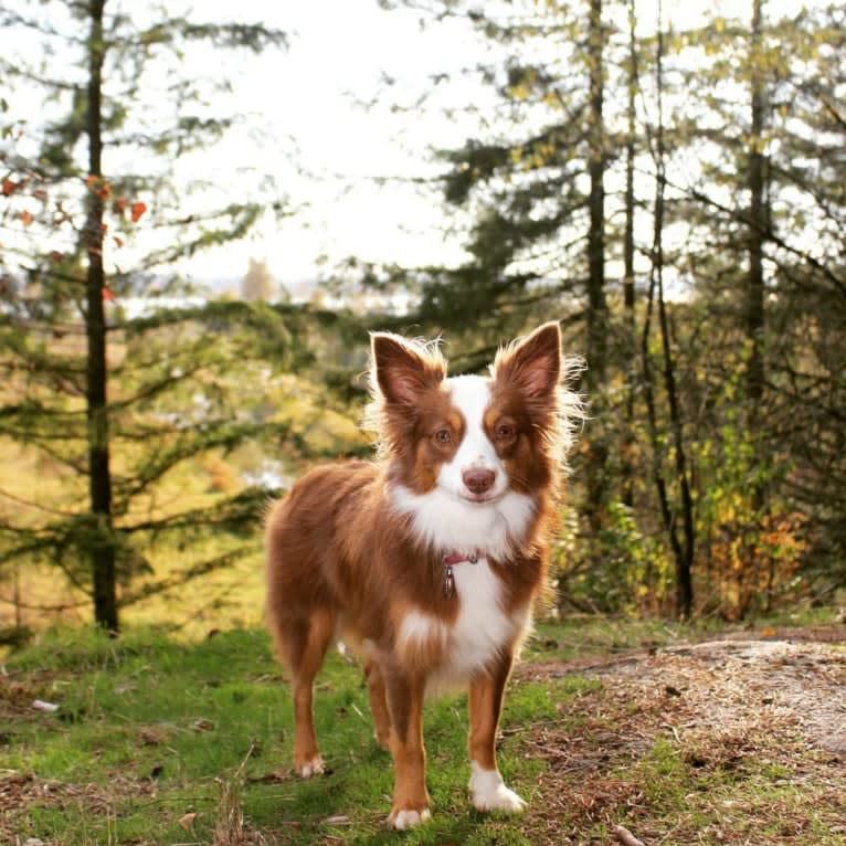 Koda, an Australian Shepherd tested with EmbarkVet.com