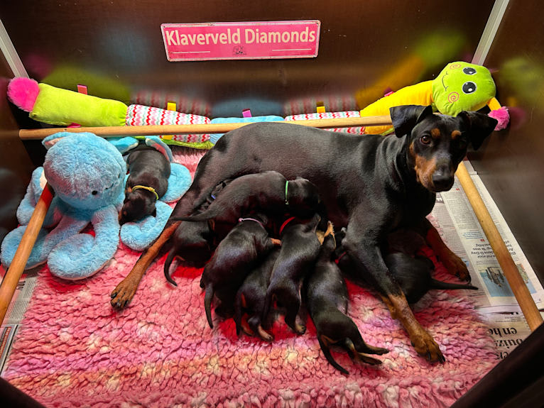 Ayla, a German Pinscher tested with EmbarkVet.com