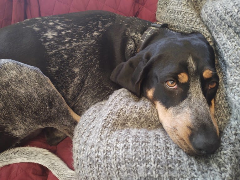 Callie, a Bluetick Coonhound tested with EmbarkVet.com