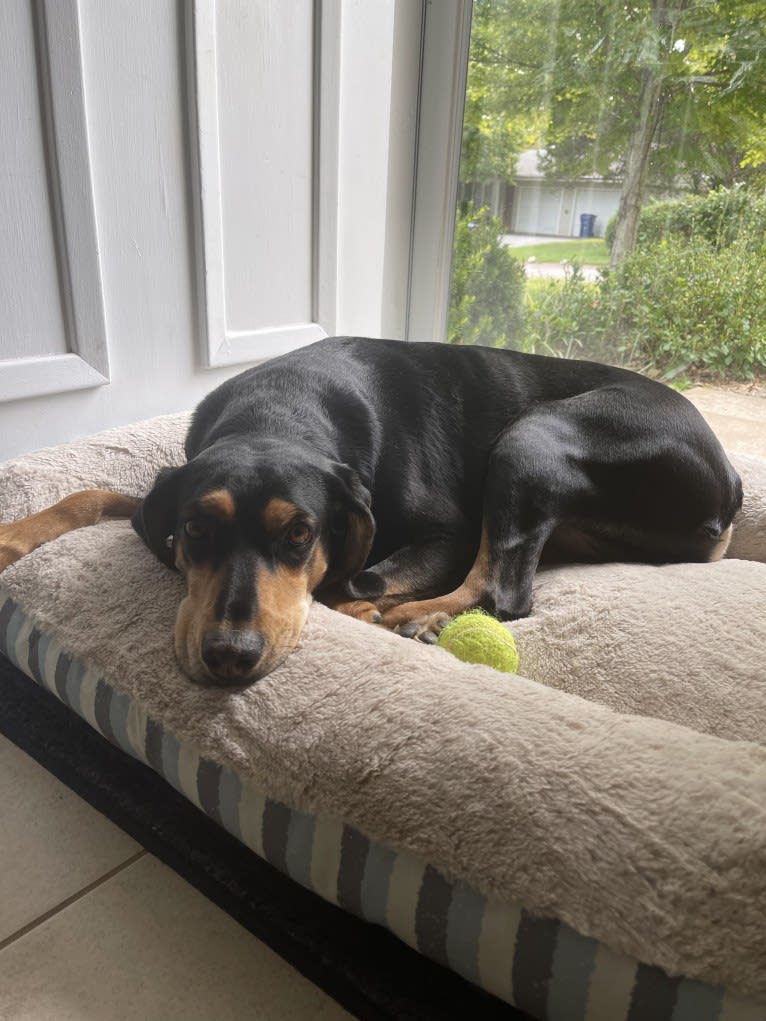 Ollie, an American Leopard Hound tested with EmbarkVet.com