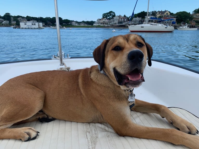 Hutch, a Cane Corso and Labrador Retriever mix tested with EmbarkVet.com