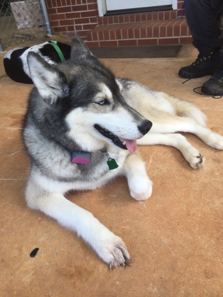 Flower, a Siberian Husky tested with EmbarkVet.com