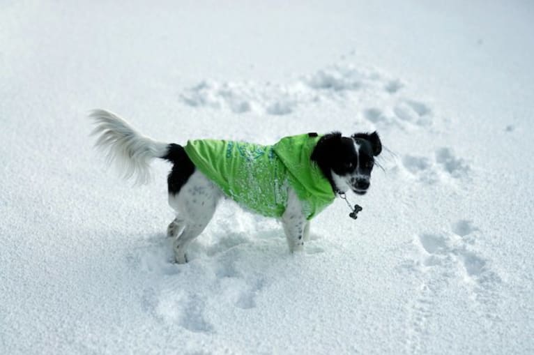 순이, a Cocker Spaniel and Miniature Pinscher mix tested with EmbarkVet.com