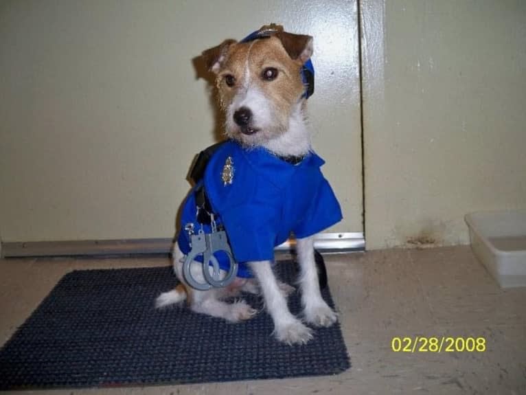Jack Warfield Ruiz, a Russell-type Terrier tested with EmbarkVet.com