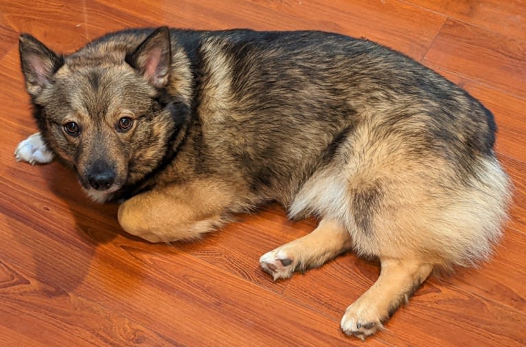 Tulikettu, a Swedish Vallhund tested with EmbarkVet.com