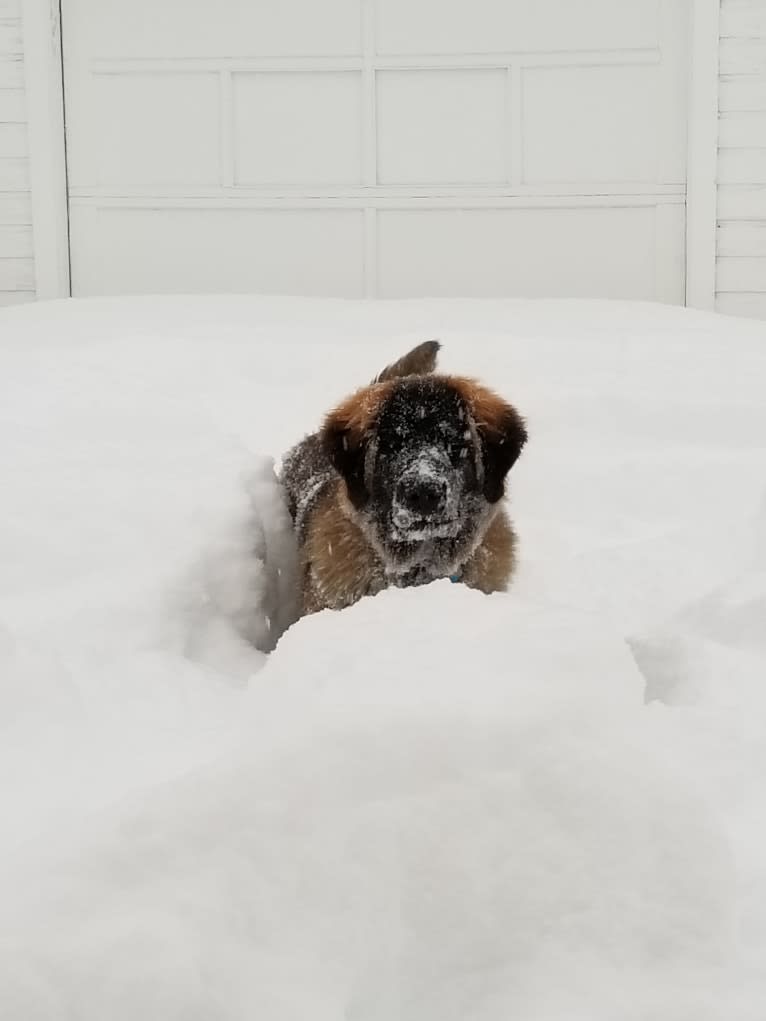 Kamenah's Only For the Brave of Heart "Jasiri", a Leonberger tested with EmbarkVet.com