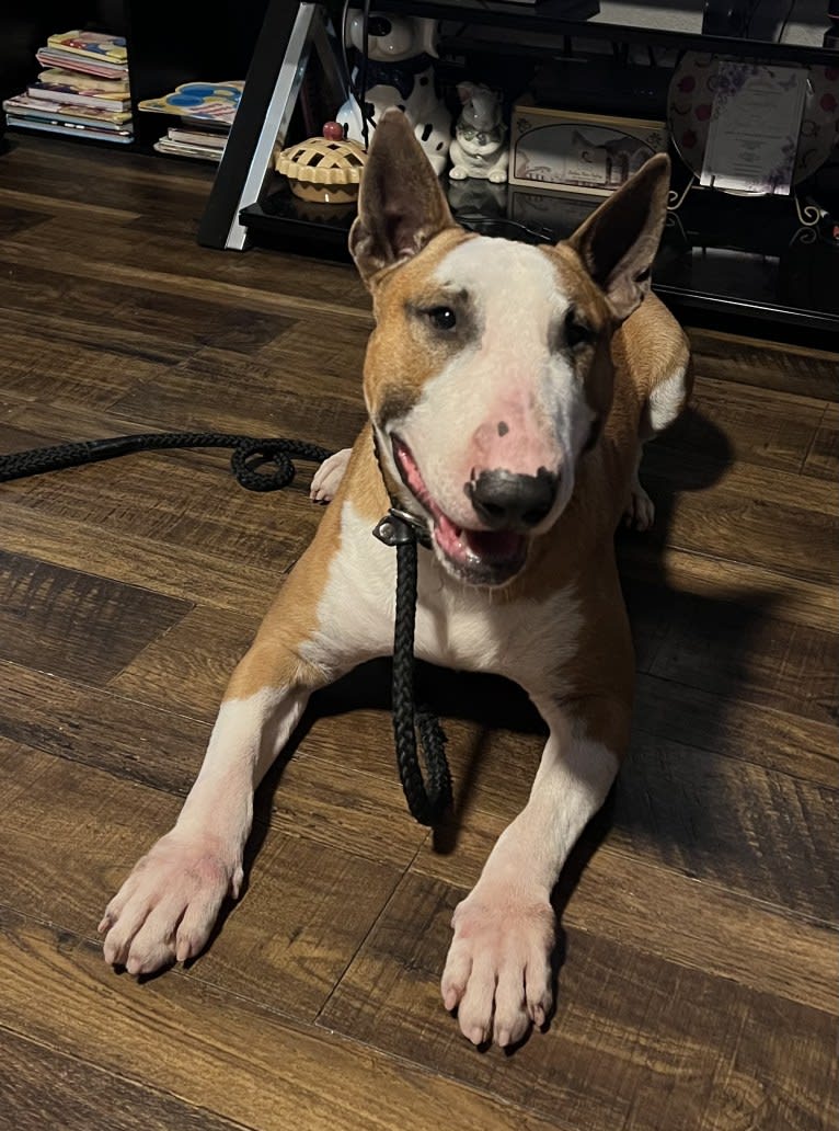 Julius Caesar, a Bull Terrier tested with EmbarkVet.com