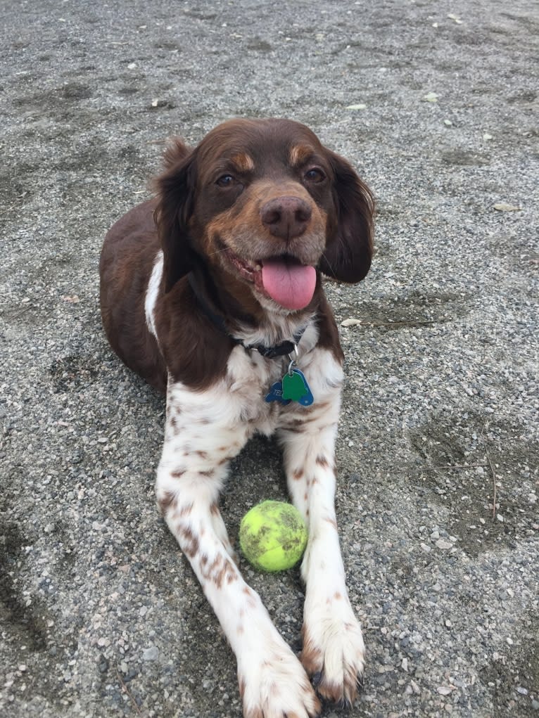 Teddy, a Brittany tested with EmbarkVet.com