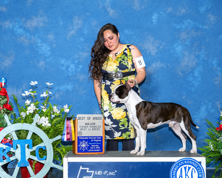 Zodiac, an American Staffordshire Terrier tested with EmbarkVet.com