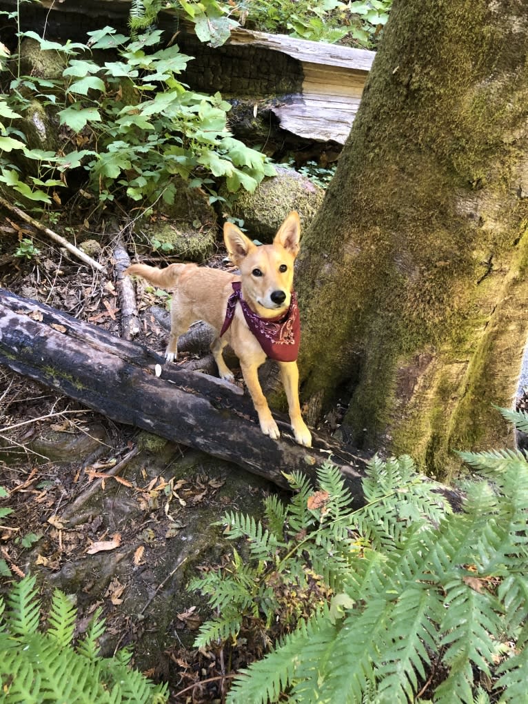 Remy Roo, a German Shepherd Dog and Australian Cattle Dog mix tested with EmbarkVet.com