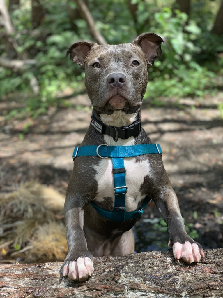 Indigo, an American Bully tested with EmbarkVet.com