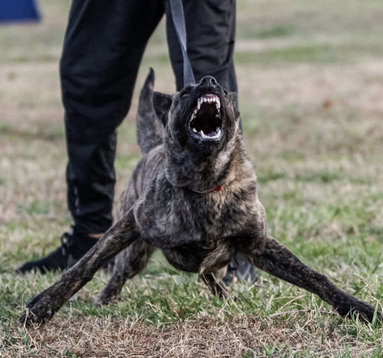 Jinx Van Patriot, a Dutch Shepherd and German Shepherd Dog mix tested with EmbarkVet.com