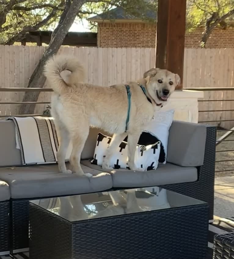 Louise, a Great Pyrenees and American Pit Bull Terrier mix tested with EmbarkVet.com