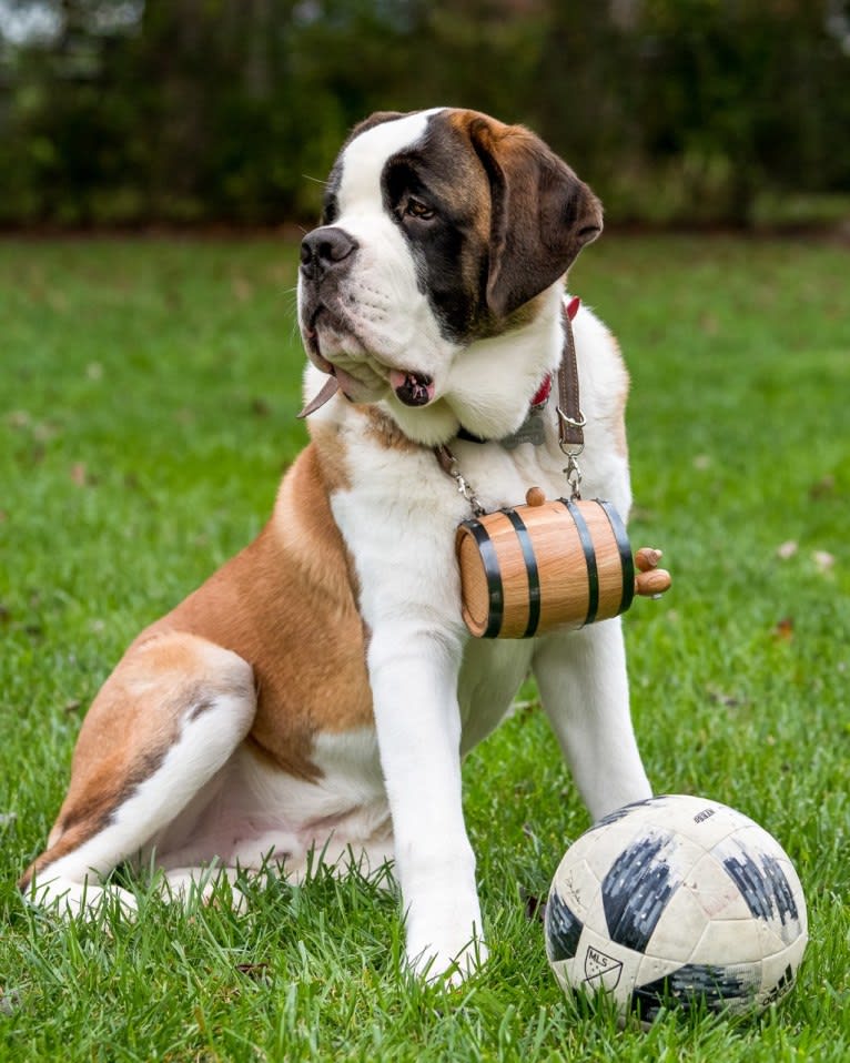 Bo, a Saint Bernard tested with EmbarkVet.com