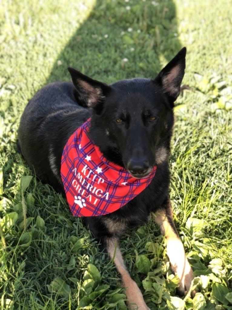 Jasmine, a German Shepherd Dog tested with EmbarkVet.com