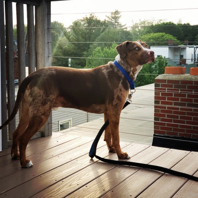 Rescue dog, an American Pit Bull Terrier and Labrador Retriever mix tested with EmbarkVet.com