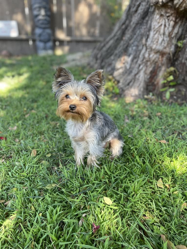 Rosie, a Yorkshire Terrier tested with EmbarkVet.com