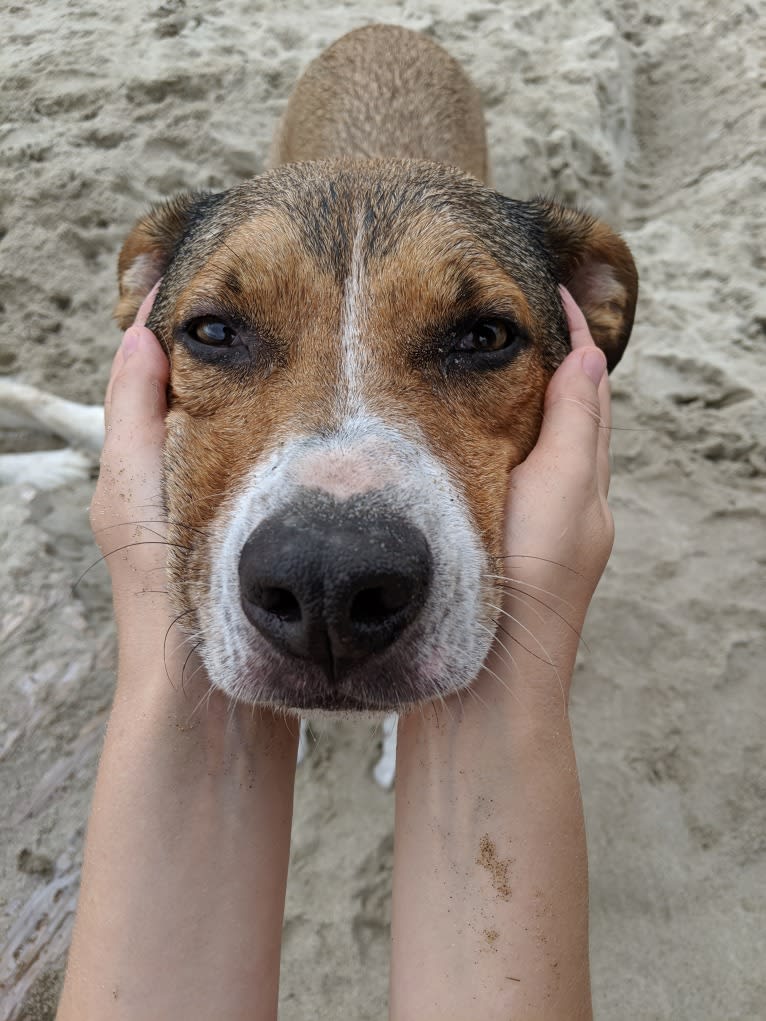 Goblin, an Australian Shepherd and American Bully mix tested with EmbarkVet.com