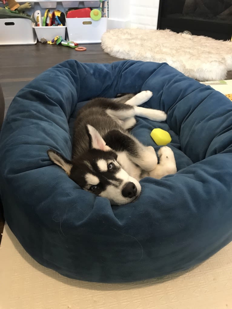 Drake Flynn, a Siberian Husky tested with EmbarkVet.com