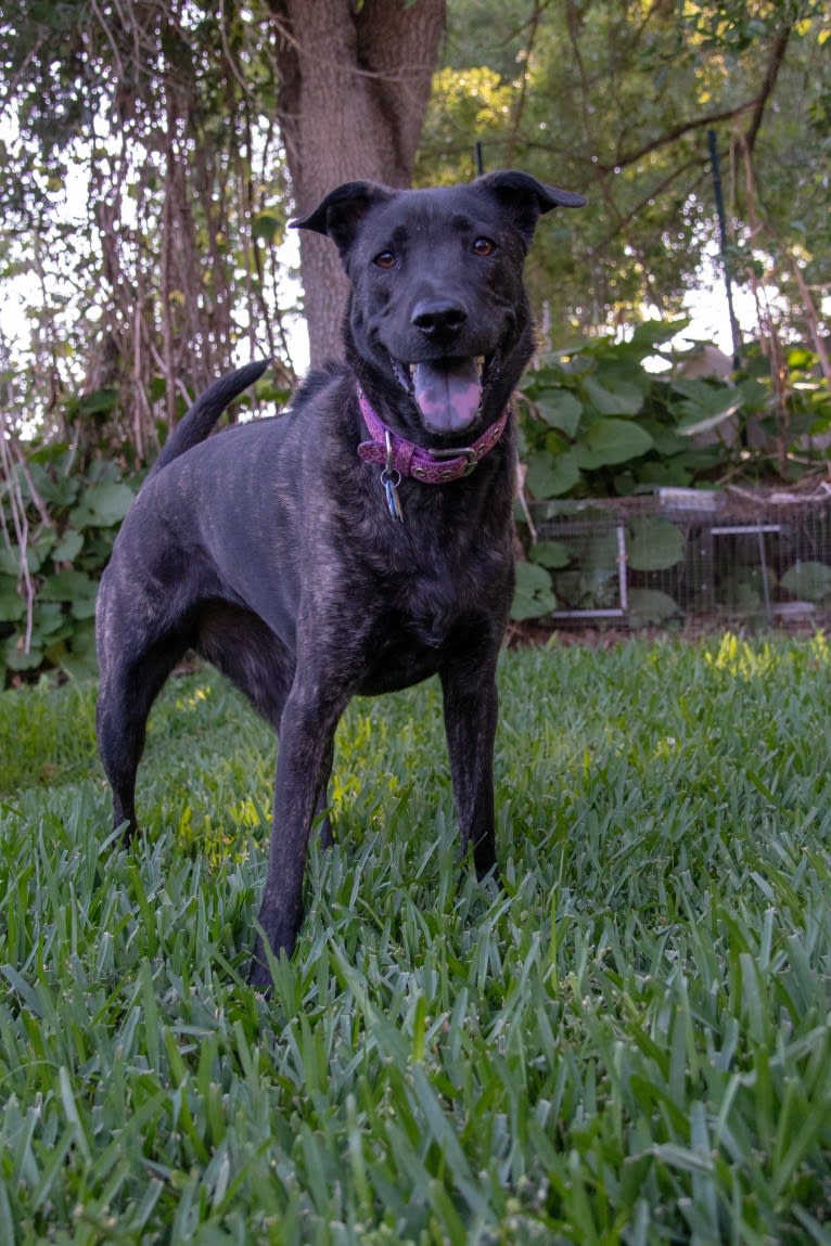 Gabby, a Staffordshire Terrier and Chow Chow mix tested with EmbarkVet.com