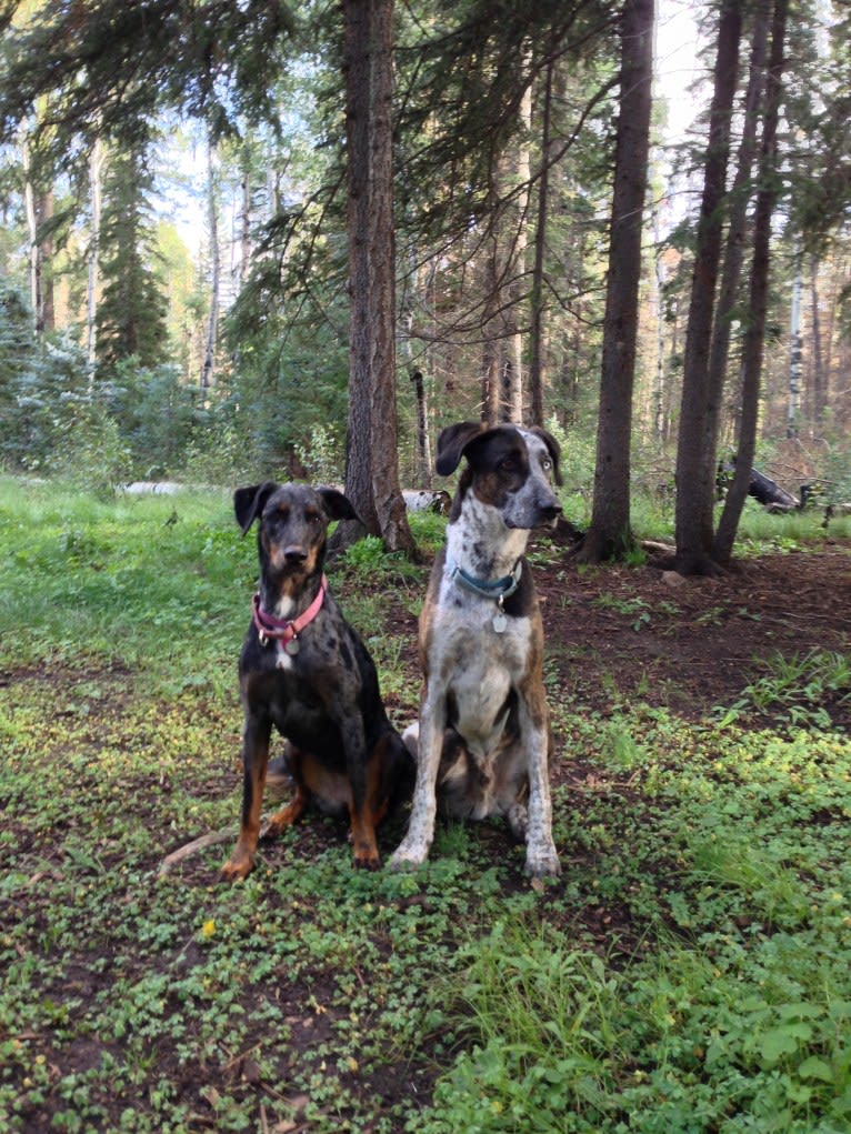 Cricket, a Doberman Pinscher and Rottweiler mix tested with EmbarkVet.com