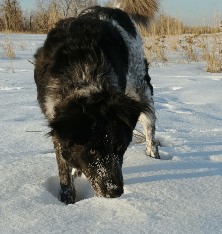 Hermes, an Australian Cattle Dog and Maremma Sheepdog mix tested with EmbarkVet.com