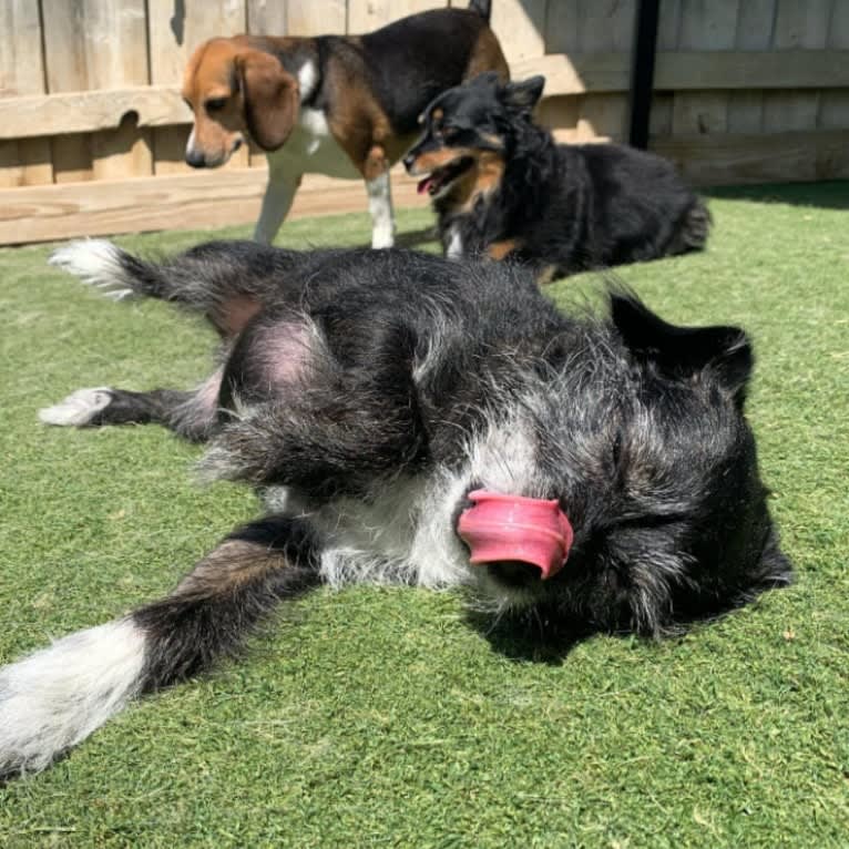 Marcy, a Chihuahua and Cocker Spaniel mix tested with EmbarkVet.com