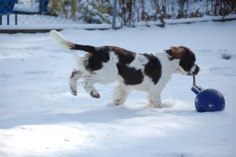 Earl, an English Springer Spaniel tested with EmbarkVet.com