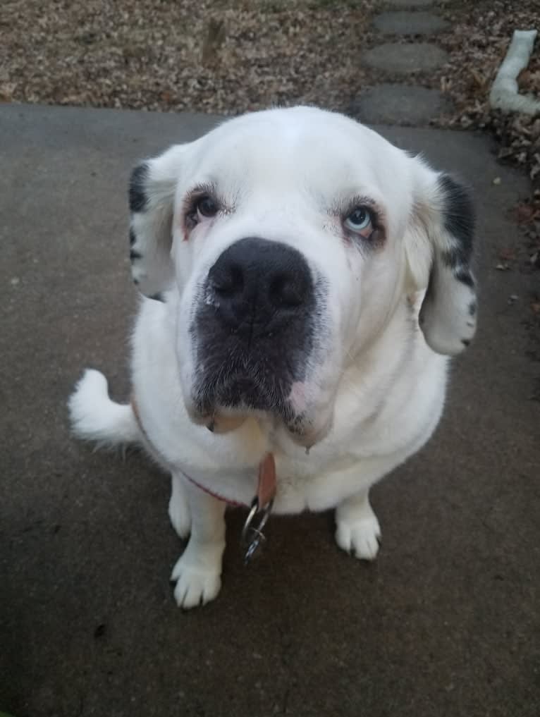 Lucy, a Saint Bernard tested with EmbarkVet.com